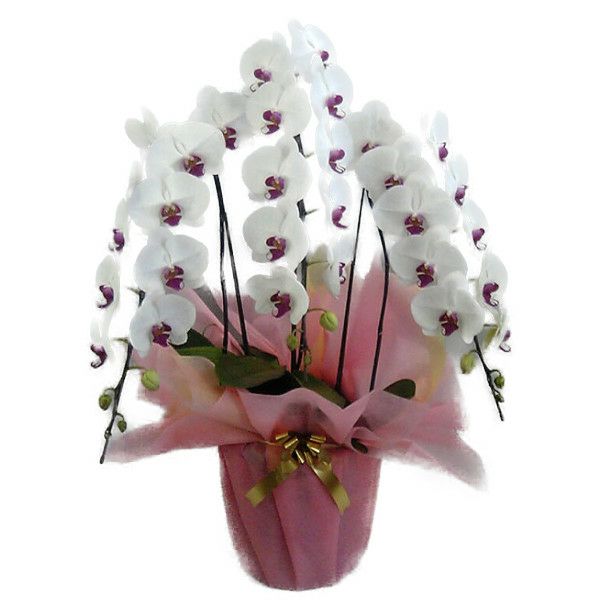 胡蝶蘭 大輪 白赤(セミアルバ リップ) 3本立ち 40輪以上