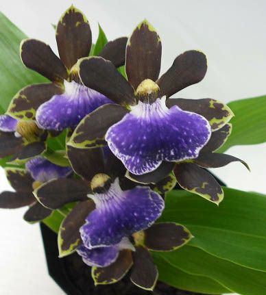 ジゴペタラム レッドベイル プリティーアン 2本立ち