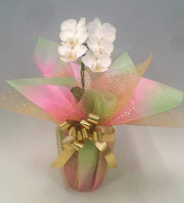 ミディ胡蝶蘭 アマビリス 白 1本立 6輪以上