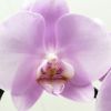 ミディ胡蝶蘭 アマビリス 2本立ち 15輪以上 選べる2色(白・さくら色ピンク)+ミックス 花 ギフト