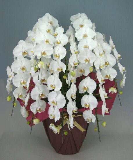  胡蝶蘭 大輪 白 8本立ち 80輪以上