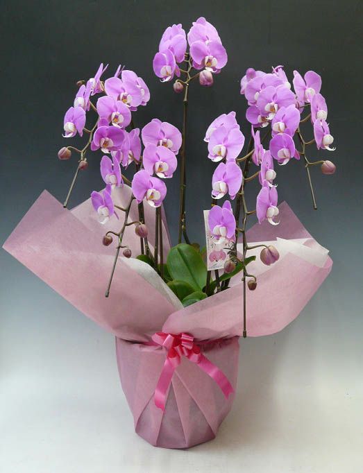 胡蝶蘭 中大輪 セントレアホノカ ピンク 5本立ち 45輪