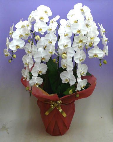 胡蝶蘭 大輪 白 7本立ち 65輪以上