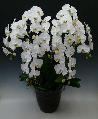 胡蝶蘭 大輪 白 7本立ち 65輪以上