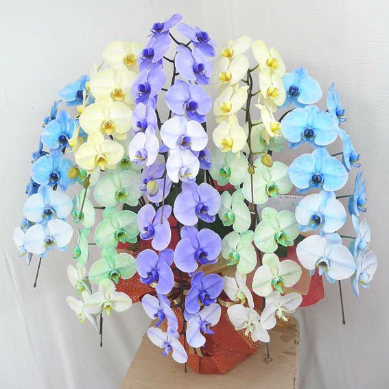 胡蝶蘭 大輪 カラフルエレガンス 4色ミックス 8本立ち