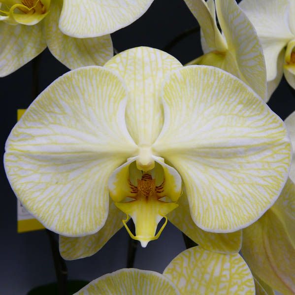 胡蝶蘭 大輪 イエローエレガンス 黄 2本立ち