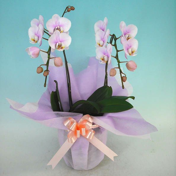  ミディ胡蝶蘭 桜ピンク 2本立ち 15輪以上