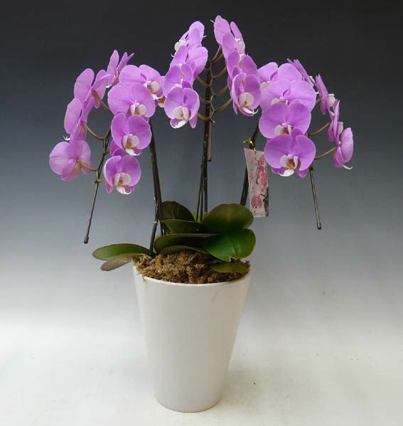 胡蝶蘭 中大輪 セントレア ほのか ピンク弁白リップ 3本立ち 27以上 ラッピング付き