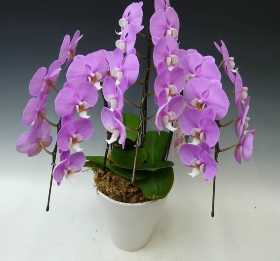 胡蝶蘭 中大輪 セントレア ほのか ピンク弁白リップ 3本立ち 27以上 ラッピング付き