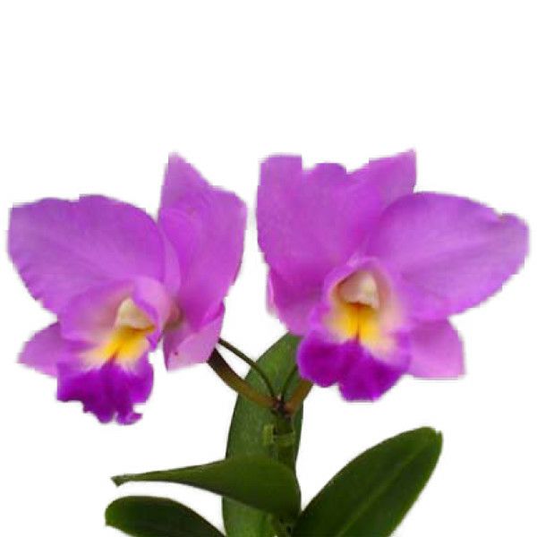 フラグミペディウム ハンボルティー フラグミペディウム属の一種