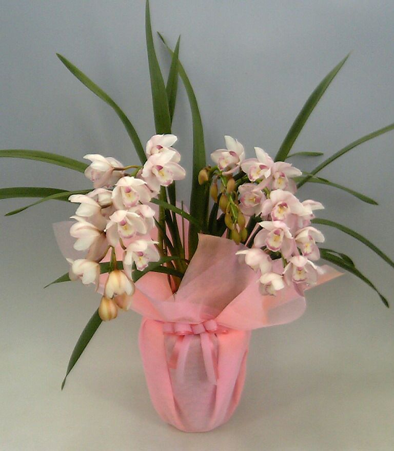 シンビジューム ピンク アーチ 2本立ち