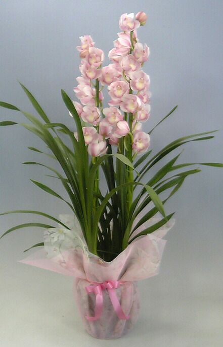 シンビジューム 愛子様 ピンク 直立 4本