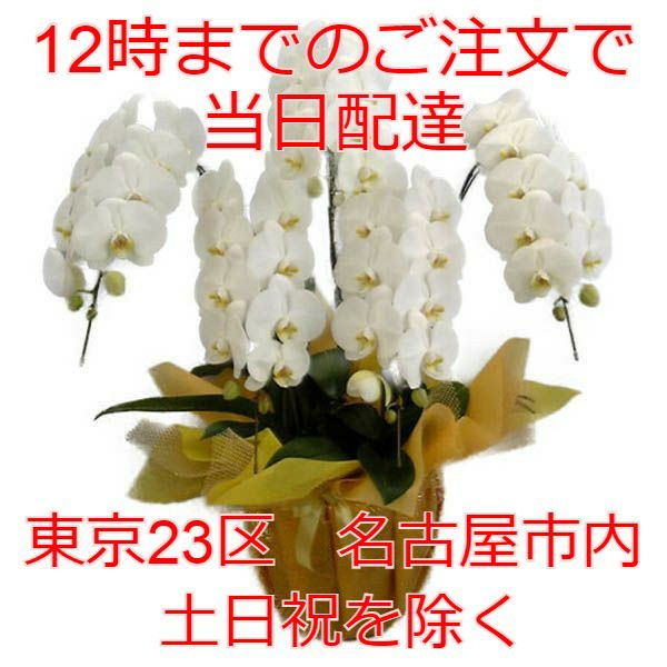 12時までの注文で当日配達】 胡蝶蘭 大輪 白 5本立ち 45輪以上 | 洋蘭.jp