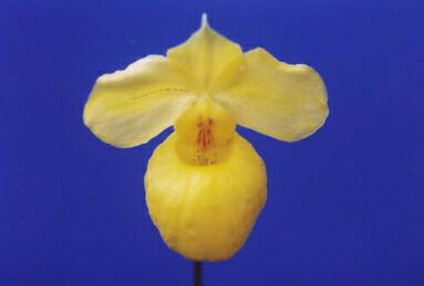 【花なし株】 パフィオペディラム アルメニアカム Paph.armeniacum 原種 3号鉢 15cm 開花サイズ(BS)