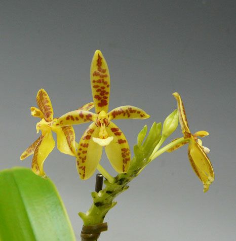 花なし株】 ファレノプシス コルヌセルビ Phal.cornu-cervi 原種 3号鉢