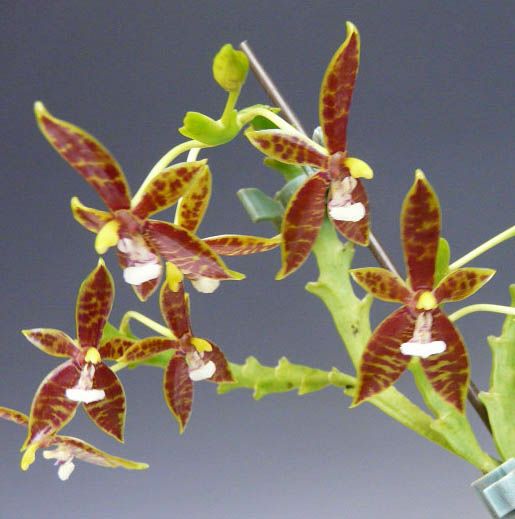 ファレノプシス 園芸ネット本店｜ファレノプシス：アンティークラブ3本立ち6号陶器