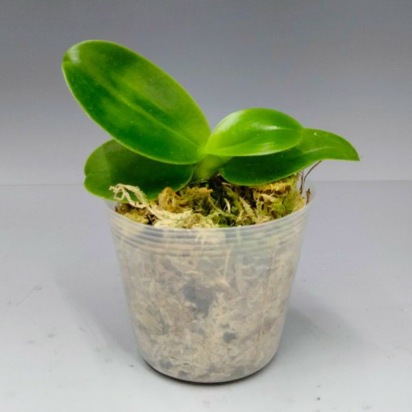 花なし株】 ファレノプシス ビオラセア Phal.violacea (=Phal.bellina) 子苗 原種 芳香あり 2号鉢 5cm  1作開花サイズ(NBS) | 洋蘭.jp