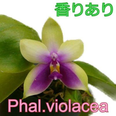 花なし株】 ファレノプシス ビオラセア Phal.violacea (=Phal