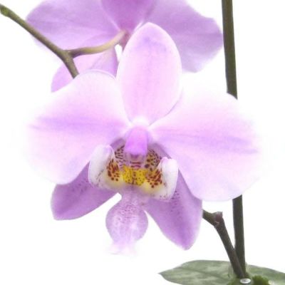 花なし株】 ファレノプシス シレリアナ Phal.schilleriana 原種