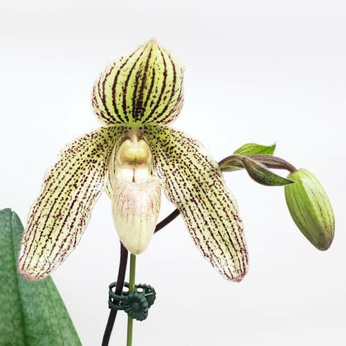 花なし株】 パフィオペディラム フォエベ Paph.Phoebe 交配種 3号鉢 20cm 開花サイズ(BS) | 洋蘭.jp