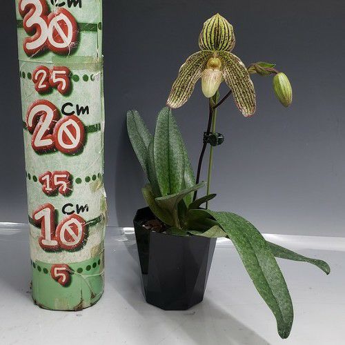 【花なし株】 パフィオペディラム フォエベ Paph.Phoebe 交配種 3号鉢 20cm 開花サイズ(BS)