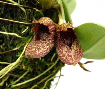 花なし株】 ファレノプシス ビオラセア Phal.violacea (=Phal