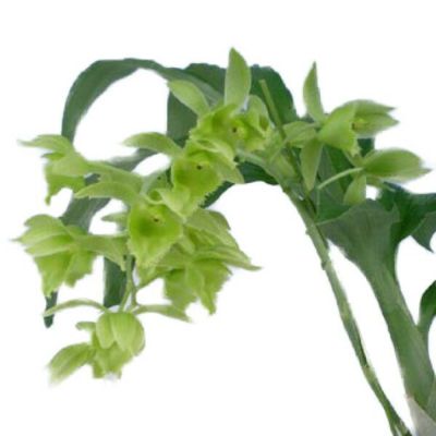 洋蘭 タケノコ蘭 Ctsm. planiceps 開花サイズ株 カタセタム類 | 洋蘭.jp