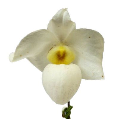 【花付き株】 パフィオペディラム アルメニホワイト Paph.Armeni White 交配種 3号鉢 20cm 開花サイズ(BS)