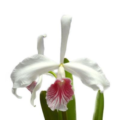 C. purpurata x sib. - 洋蘭専門店・生産直売 「らんの家」