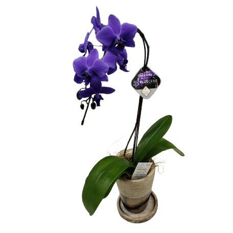 ①正規品　希少品種　胡蝶蘭　コチョウラン　ファレノプシス　ブルージーン　パープル ①正規品 希少品種 胡蝶蘭 コチョウラン ファレノプシス ブルージーン