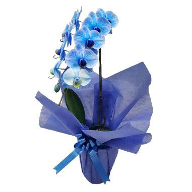 ダイアンフォンファステンバーグ size 4 胡蝶蘭 ネイビー シルク ダイアンフォンファステンバーグ size 4 胡蝶蘭 ネイビー シルク