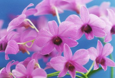 花なし株】 デンドロビューム ビギバム コンパクタム Den