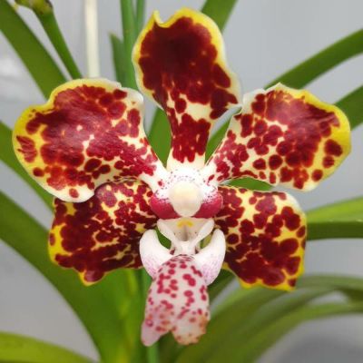 バンダ蘭　バンダ　2株　2種 バンダ 洋蘭 Vanda orchid 大株 ラン 蘭 花が綺麗な洋ラン | UNI