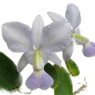洋蘭原種 カトレア walkeriana セルレア開花中 洋蘭原種 カトレア walkeriana tipo 出島付き開花サイズ - メルカリ